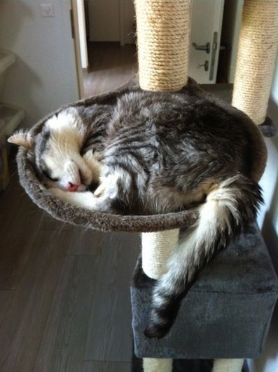 TAO adore faire sa sieste sur l'arbre à chats