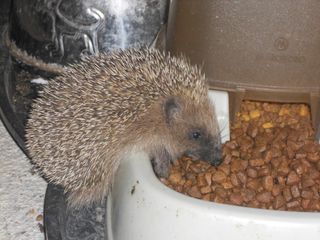 Petit hérisson qui se sert dans le distributeur de croquettes des chats