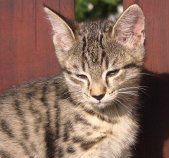 MINOUCHE