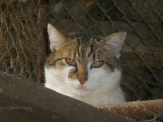 MINOU