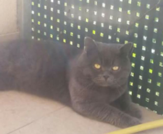 PERDU Pacha chat Chartreux - 
Couleur : gris -
Age : 3 ans et demi - 
Sexe : Male - ni pucé ni tatoué - 
PERDU   à : Avenue des LACS -  84270 Vedène (France)