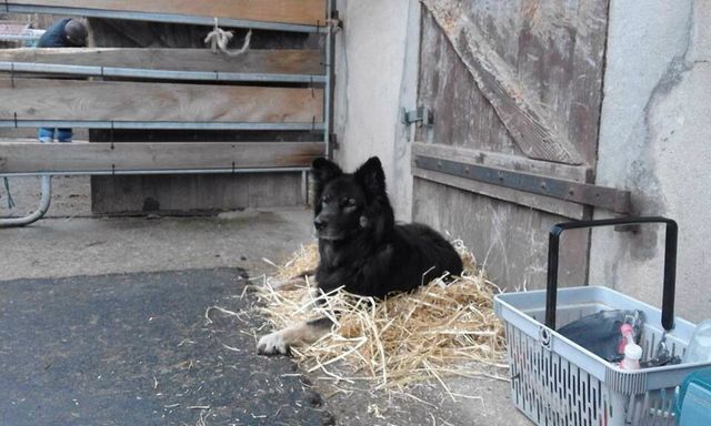 04/05/2016  FOREST notre première bataille , attachante et adorable  chienne a quitté ce monde cruel ou grâce à l'amour de Stéphanie , la vie est devenue belle ... Bon voyage , tu emportes avec toi une valise de tendresse