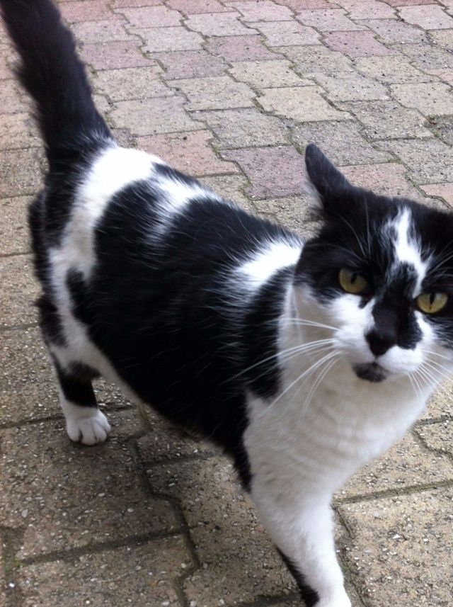 Sans maître ni loi , chat de village bien curieux...