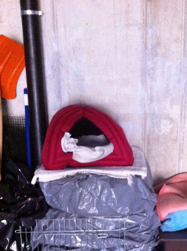 Niches et igloo installés pour chats harets dans un garage