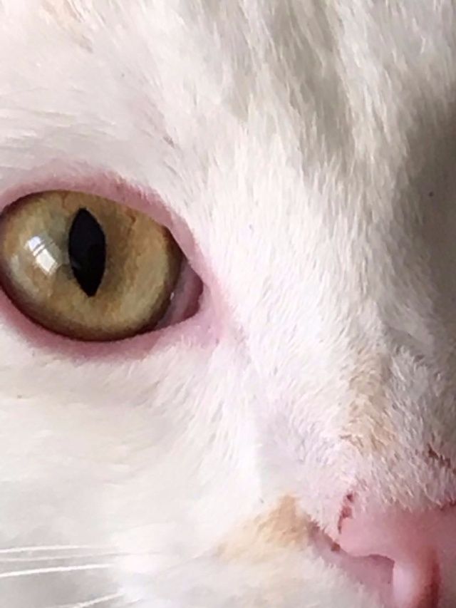28 août 2016 Oscar a été fauché par une voiture alors qu'il chassait en bordure de route ! Partir si jeune alors que tout était devant lui . Nous sommes triste pour sa famille d’adoption qui le pleur ainsi que son frère Nougat qui va devoir continuer sans lui. Il est au paradis aucun doute... 