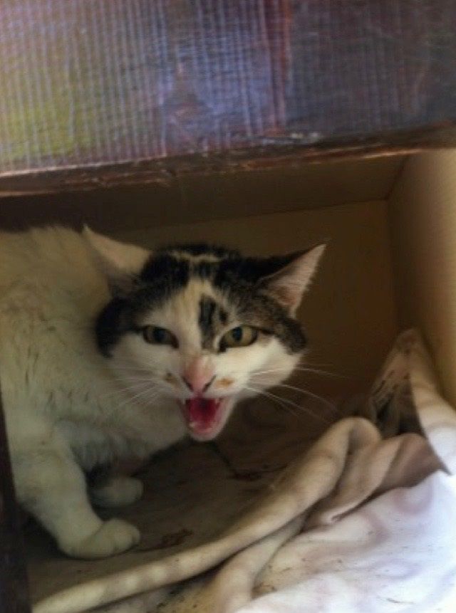 En voulant nettoyer une niche AAA, cette chatte et moi avons été surprises autant l'une que l'autre...