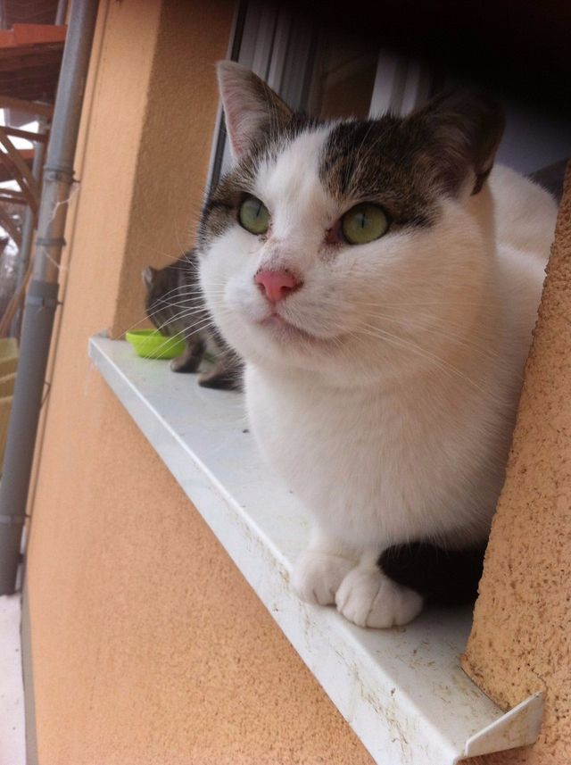 16/04/2017 MIMI jeune chat ne peut plus lutter contre la maladie qui le dévaste. Tout a été tenté mais le mal est plus fort que sa jeunesse . Si gentil Mimi manque déjà tellement.  Bon voyage petit ami 
