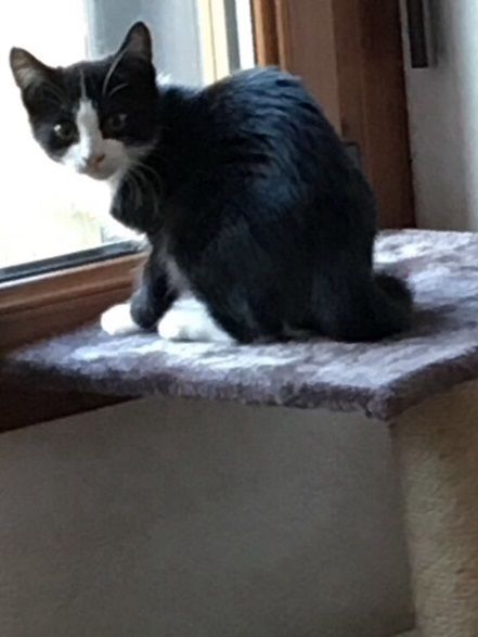 12/11/2017  Adorable petite Mascotte née en juillet 2017 s'envole vers son étoile après avoir succombé à un coryza fatal . 