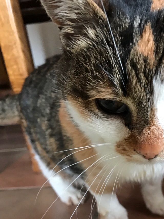 29/03/2018
Tricote ne va pas avoir la force de continuer , sa maladie lui aura été fatale , trouvée abandonnée il y a 1 an cette chatte âgée de 14 ans aura trouvé refuge et attention grâce à une personne formidable qui aide les chats errants . Bon voyage petite douceur 
