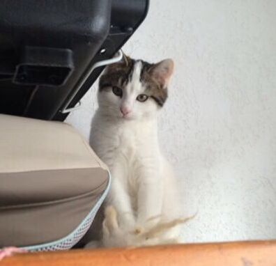 24/07/2018
Adorable Caron , jeune chatte à peine 1 ans , mortellement touchée par une voiture .
Tu vas laisser un grand vide à ta si gentille famille d’adoption