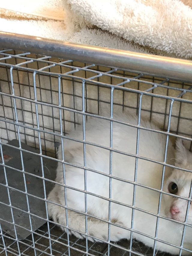 06/09/2018
Kali, chatte livrée à elle même depuis plusieurs années ,  a finalement été  trouvée dans un état misérable , son cancer hélas a gagné .  Cette adorable petite puce a trouvé la paix dans les étoiles qui veilleront sur elle 