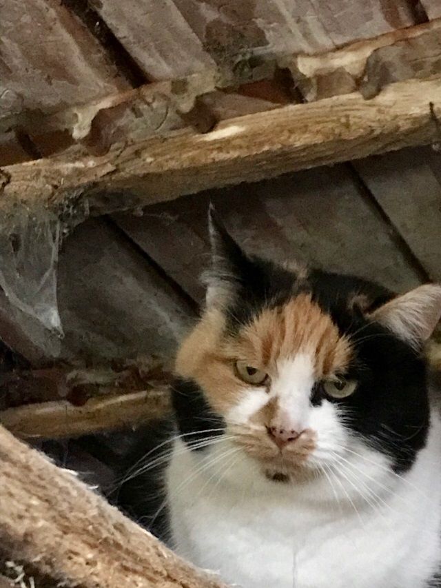 Tricoline  , chatte de 14 ans , actuellement à la charge de AAA le temps de Lui trouver un endroit qui lui convienne . 
Libre et timide sa délocalisation se fera une fois que l’endroit lui corresponde 
