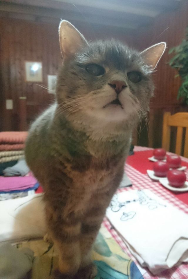 28 /10 /2018
Molly , tendre doyenne de AAA nous laisses bien tristes , son départ dans les  étoiles à l’âge de 22 ans va laisser un grand vide