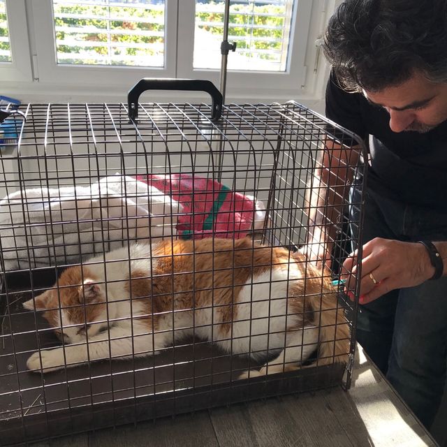 Septembre 2019 Urgence pour un chat de ferme accidenté probablement par une machine agricole . De nombreuses interventions qui nécessitent des moyens pour répondre à ces besoins 