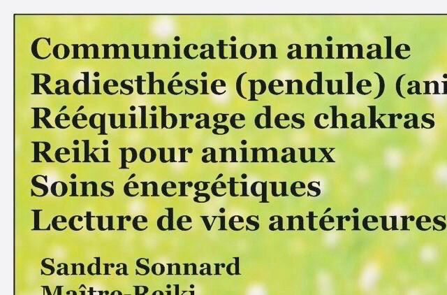 Tout en douceur toilettage sans stress pour votre petit compagnon à 4 pattes 