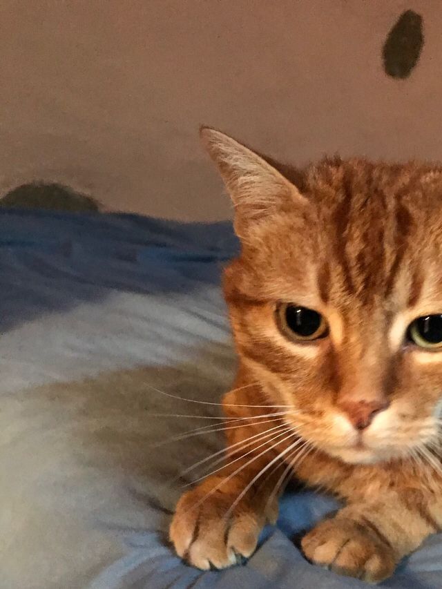 Guss, adorable et discret chat mâle adulte trouvé abandonné à Nyon , placé en accueil chez Amandine 